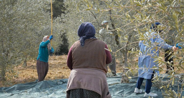 olive harvesting